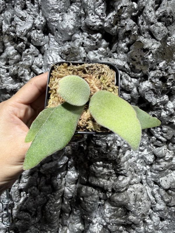 P. CCS × Wild Cat 棉花雲,野貓混播苗 