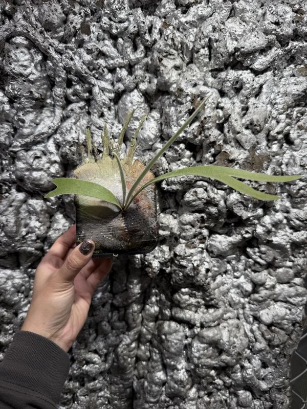 P. veitchii "Auburn River " Sporeling  奧本河銀鹿鹿角蕨孢子苗 