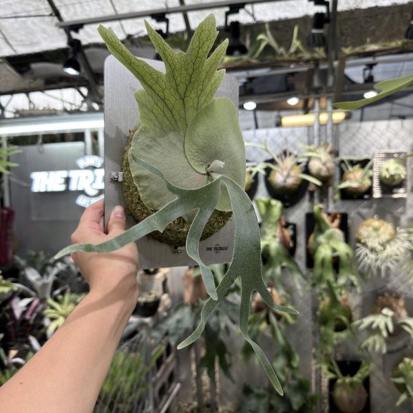 P. Mogor x P. veitchii AR 
