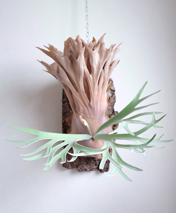 Platycerium Dawaut 