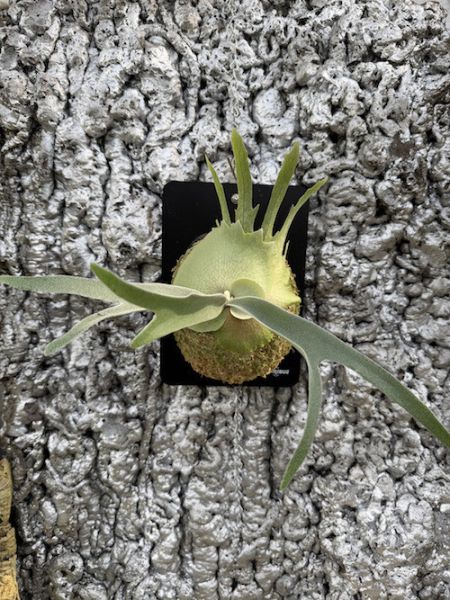 P. Monkey North sporeling 