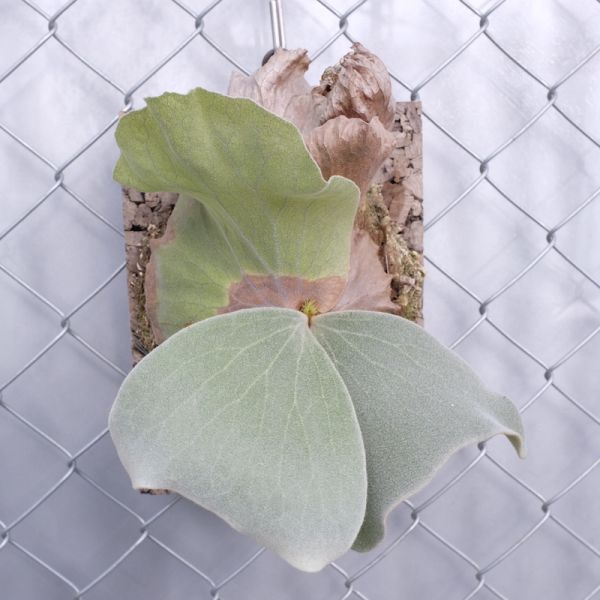 P. antis 安地斯象耳 