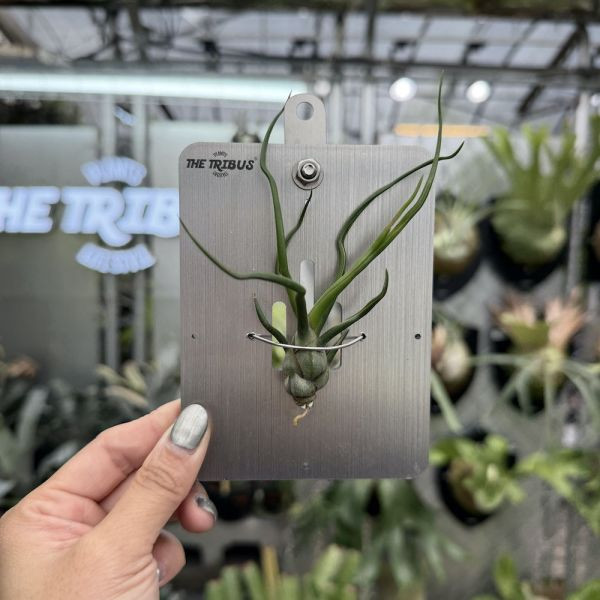 Mini CyberBoard x 小章魚空氣鳳梨 