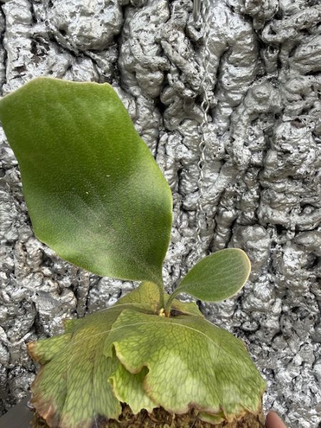 P. Rimklong sporeling 