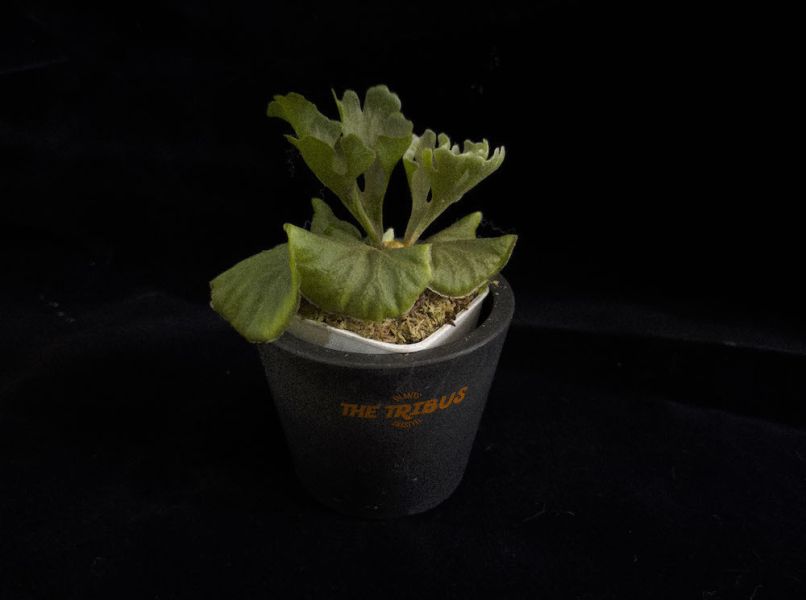 Nature Re-Engineered Set 植物組合 