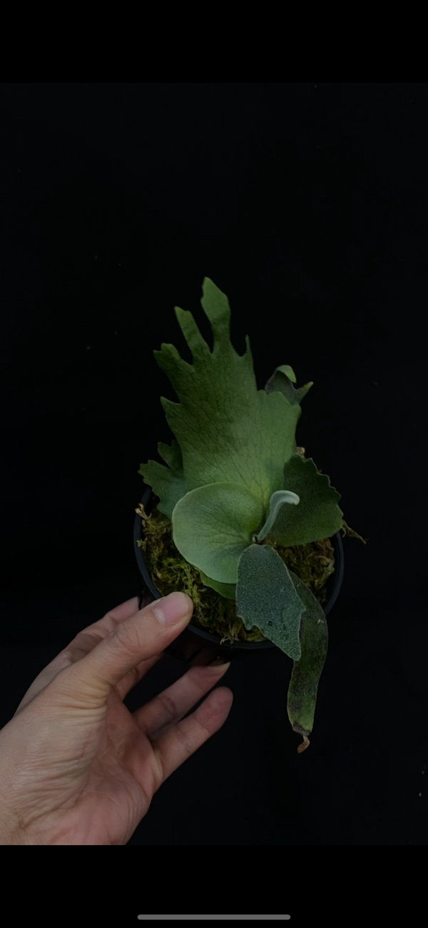 P. willinckii Foythong  sporeling  selection 