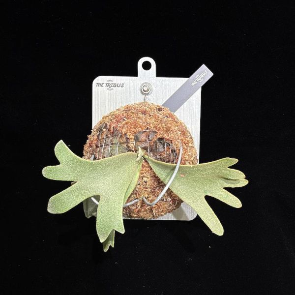 P. willinckii " OMG " 
