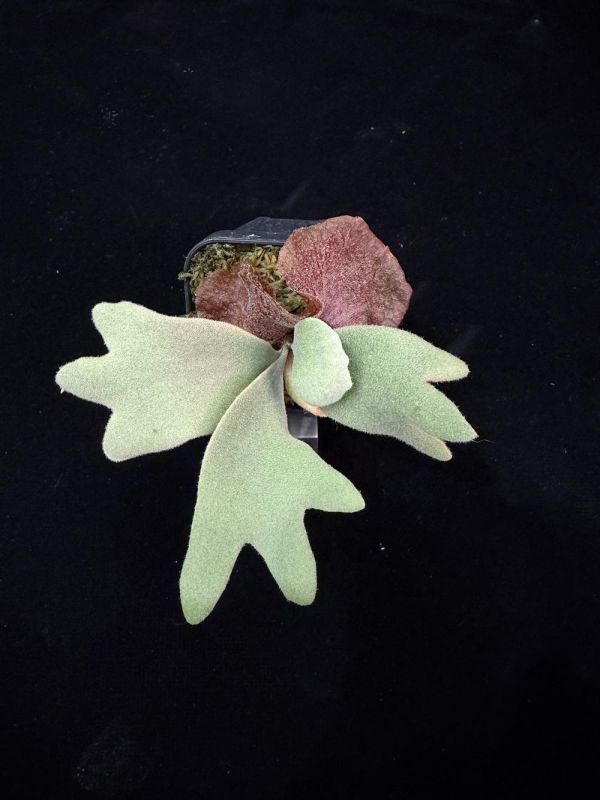 P. willinckii "Snow Lynx" 