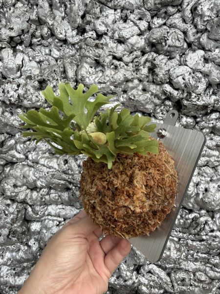 P. ridleyi silvery dwarf 