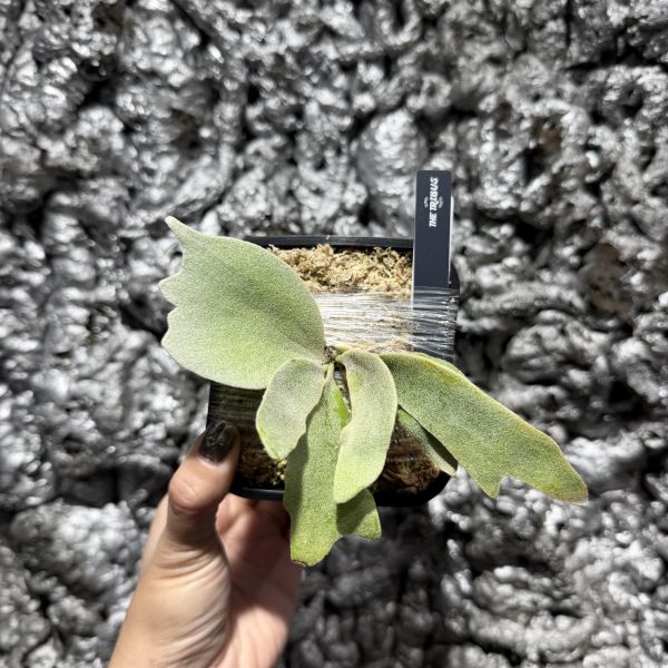 P. willinckii Pinkie Sporeling 