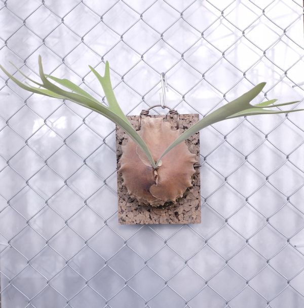 P.veitchii × P.alcicorne 