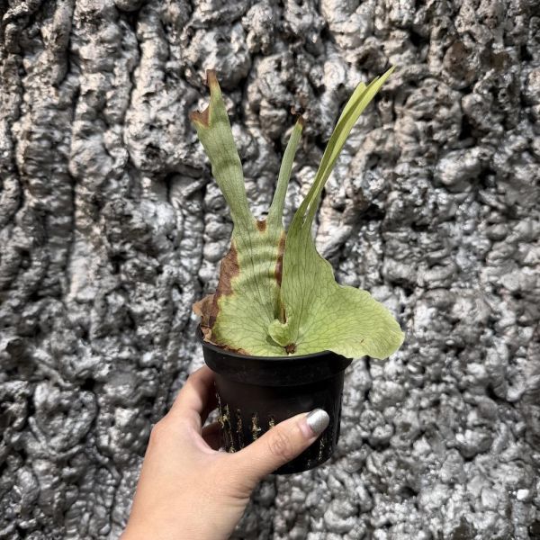 P. Wandae High Finger Sporeling 高冠女王 