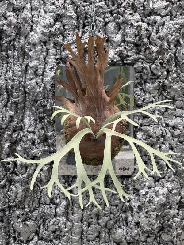 P. willinckii Pinkie 亞成株 