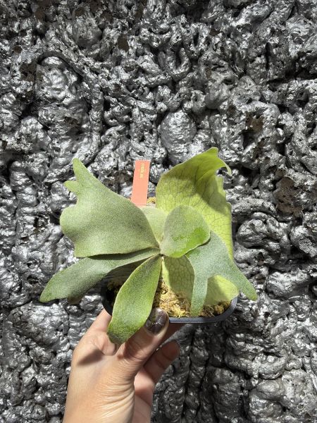 P. willinckii Pinkie Sporeling 