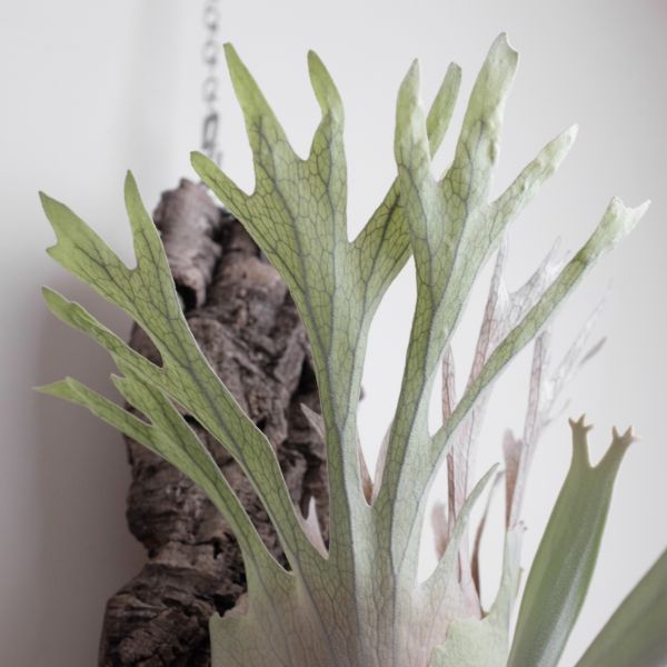 Platycerium veitchii 細葉銀鹿鹿角蕨 