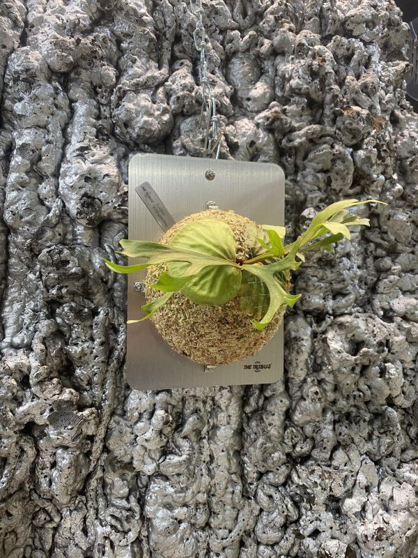 細葉亞洲猴腦孢子苗 P. ridleyi thin sporeling 