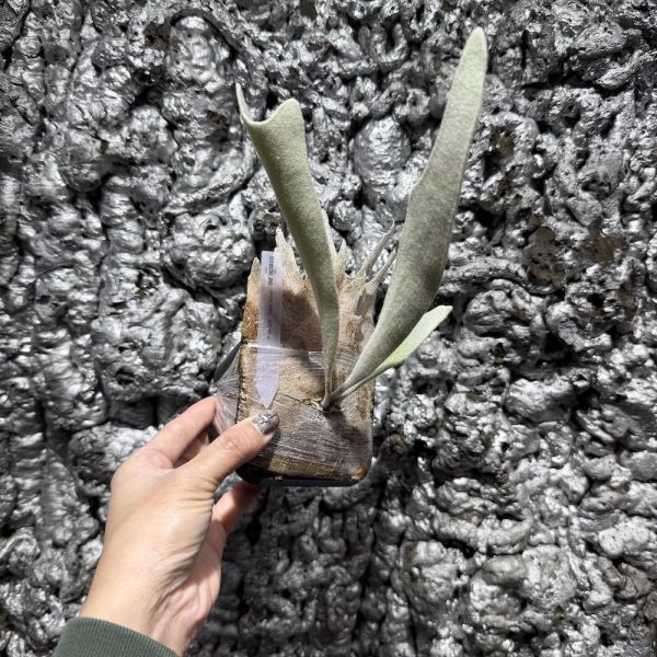 P. veitchii frond  銀葉鹿角蕨 