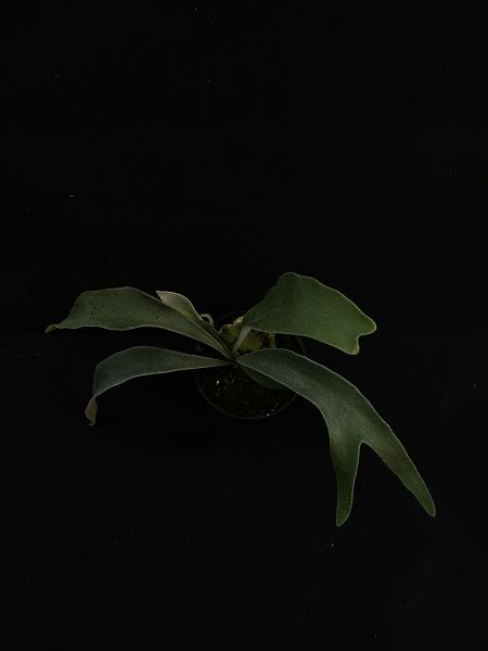 P. veitchii "Auburn River " Sporeling  奧本河銀鹿鹿角蕨孢子苗 