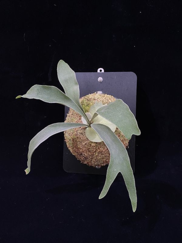 P. veitchii "Auburn River" sporeling 