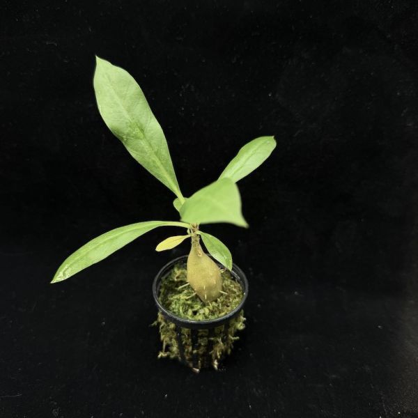 Myrmecodia tuberosa 