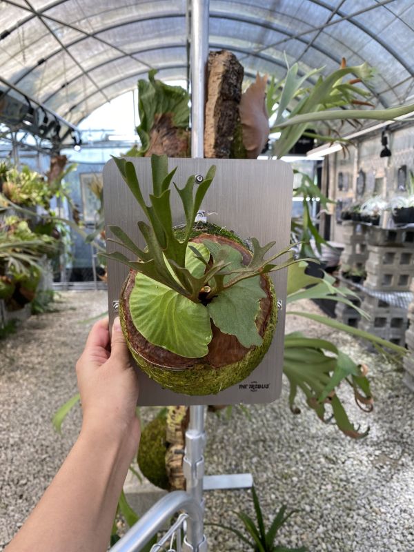 P. ridleyi "thin Sporeling" 