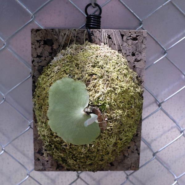 Platycerium alcicorne "madagascar" 馬達加斯加圓盾鹿角蕨 