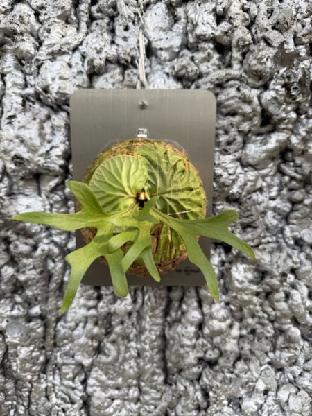 P. ridleyi Sporeling 