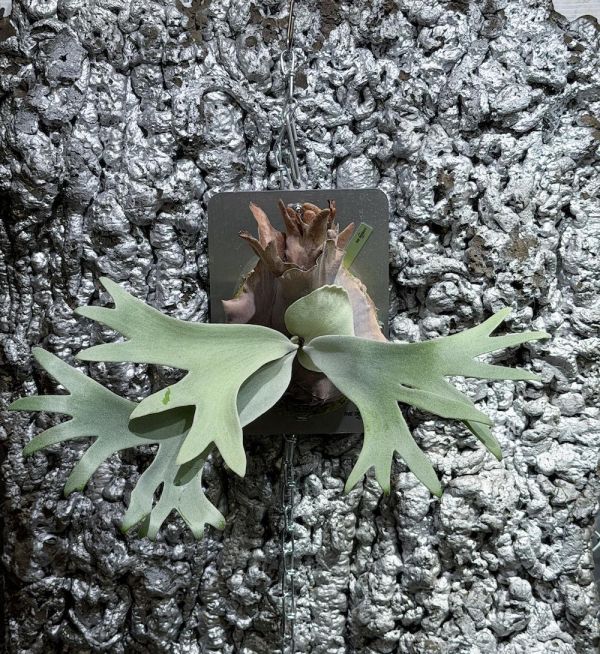 P. CCS Sporeling 棉花雲孢子苗 