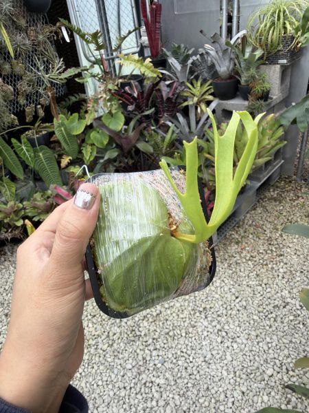 P. ridleyi "Pakarang" Sporeling 