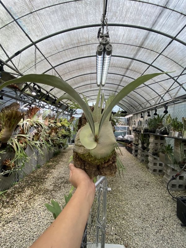 P. veitchii AR Sporeling 