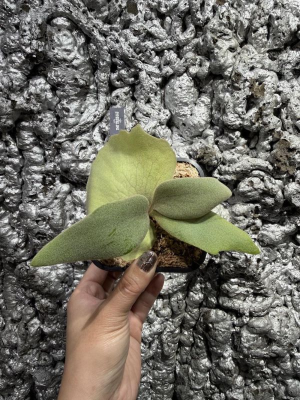 P.willinckii "Zero" 零 