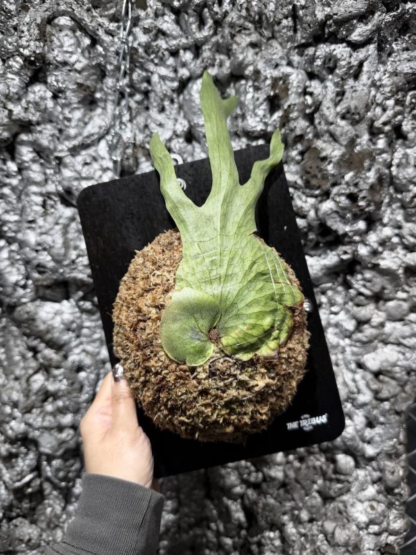 P. Wandae High Finger Sporeling 高冠女王 