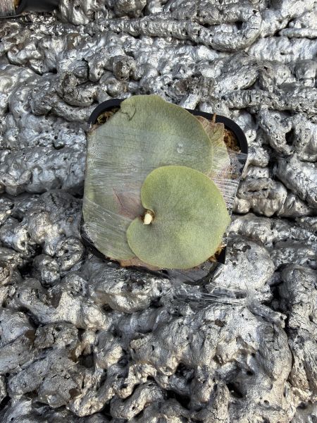 P. Monkey North "high shield"  sporeling 高冠北猴孢子苗 