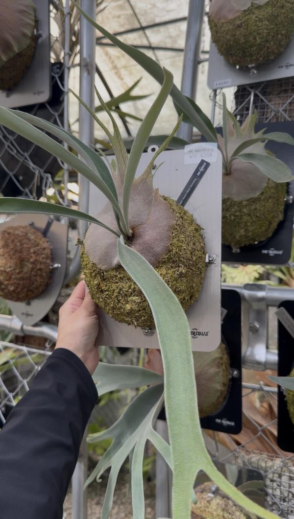 P. veitchii "Auburn River " Sporeling  奧本河銀鹿鹿角蕨孢子苗 