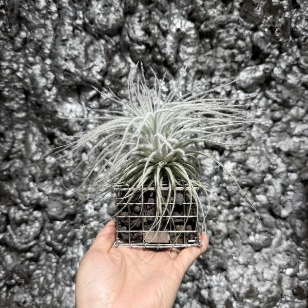 Tillandsia tectorum 