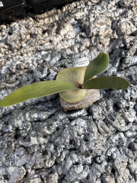 P. veitchii "Lemoinei" #2 