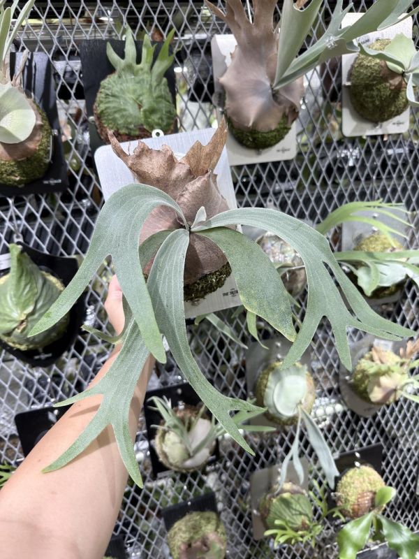 P. willinckii Bulma  x P. veitchii AR