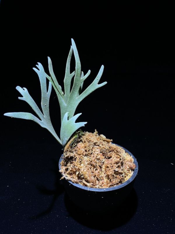 Nature Re-Engineered Set 植物組合 