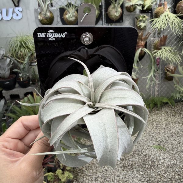 Mini CyberBoard x 霸王空氣鳳梨 