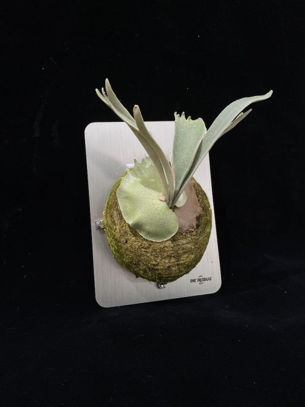 P. veitchii "Auburn River" sporeling＃1 