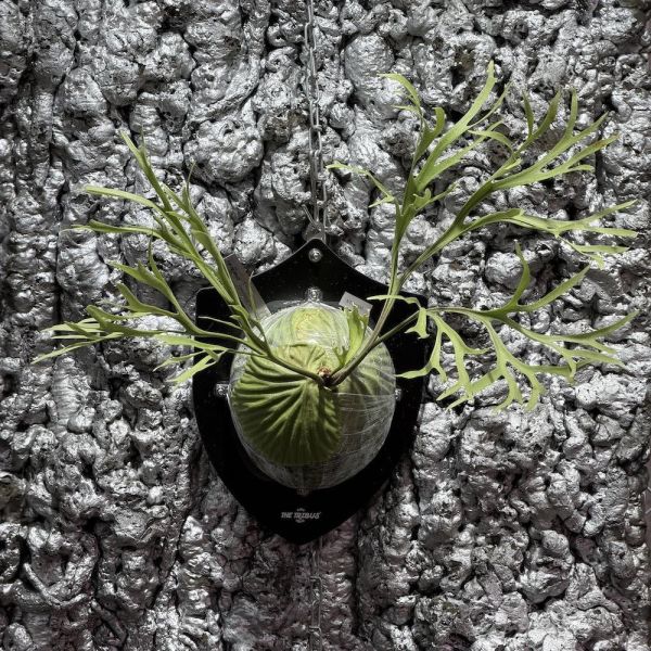 P. ridleyi "Pakarang" Sporeling 