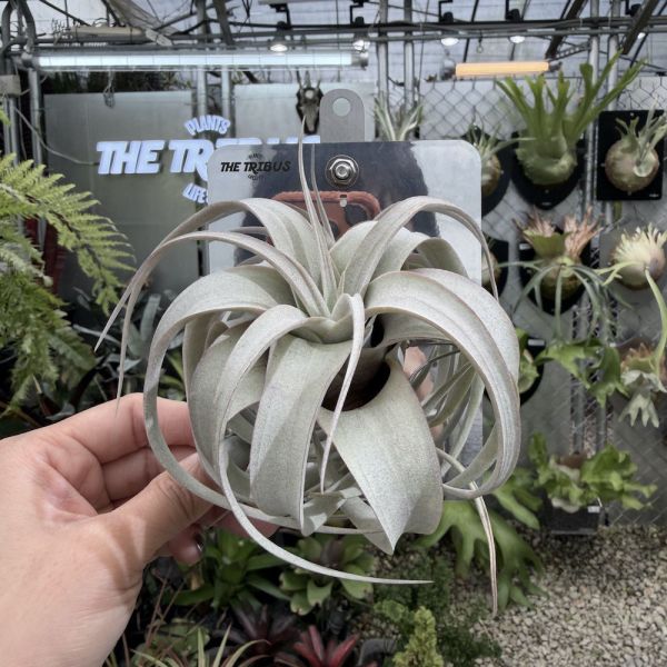 Mini CyberBoard x 霸王空氣鳳梨 