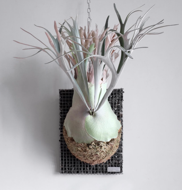 P. veitchii Auburn River × veitchii lemonei Mix 