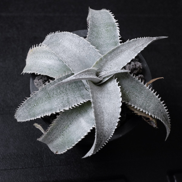 Dyckia Tsunami F1 海嘯 