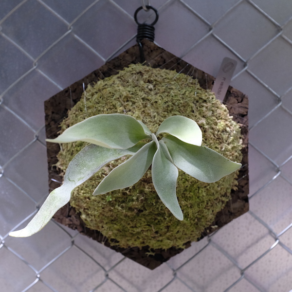 P. veitchii "no shield" 無臉銀鹿 