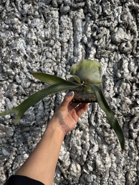 P. Mt. Lewis thin 細葉貓路易 