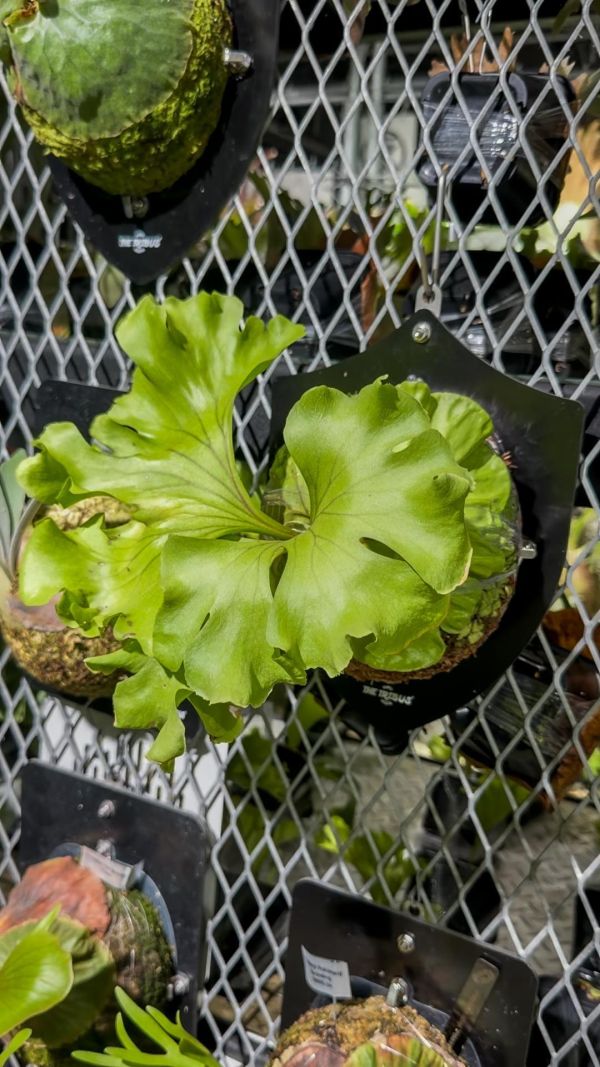 P. ridleyi ‘Round Frond’ 