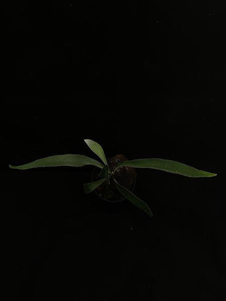 P. veitchii "Auburn River " Sporeling  奧本河銀鹿鹿角蕨孢子苗 