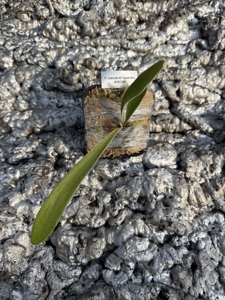 P. veitchii "Auburn River " Sporeling  奧本河銀鹿鹿角蕨孢子苗 