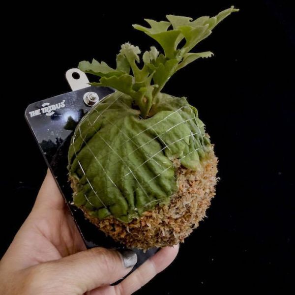 P. ridleyi silvery dwarf 